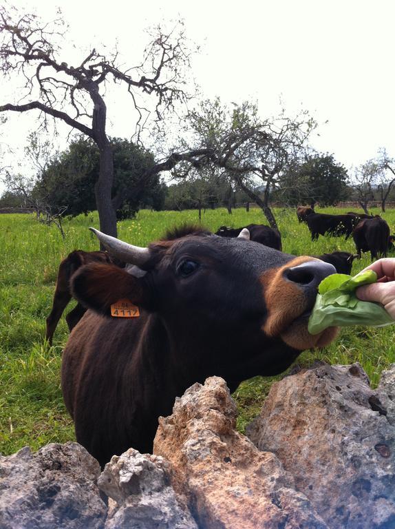 Vakantieboerderij Sa Bassa Crua Sa Torre